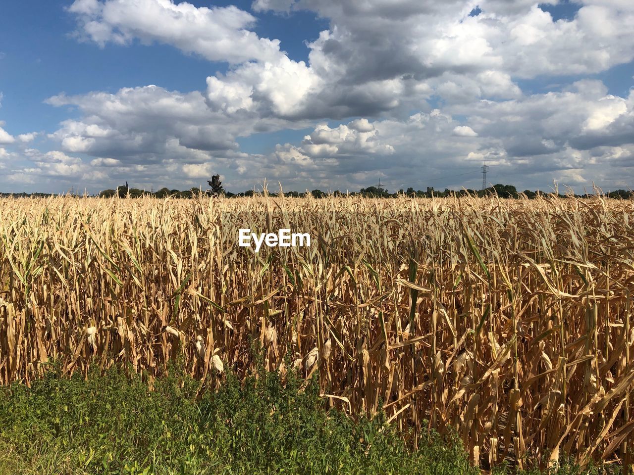 SCENIC VIEW OF FIELD AGAINST CLOUDY SKY