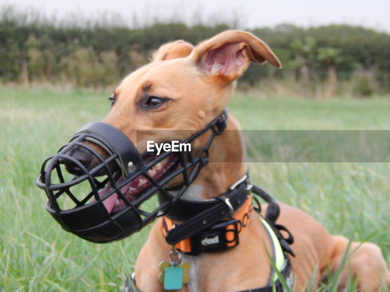 Close-up portrait of dog on field