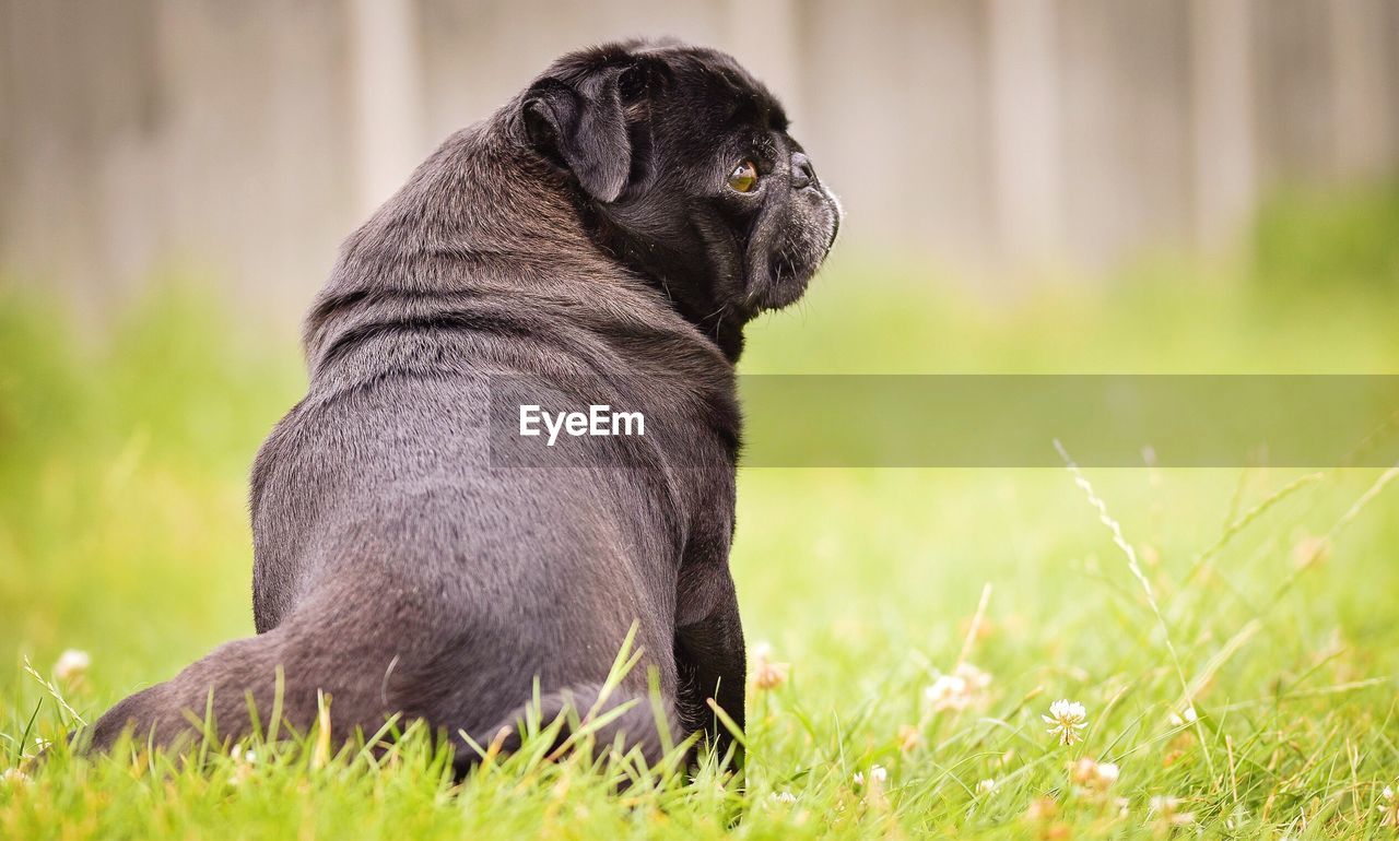 Close-up of pug on grassy field