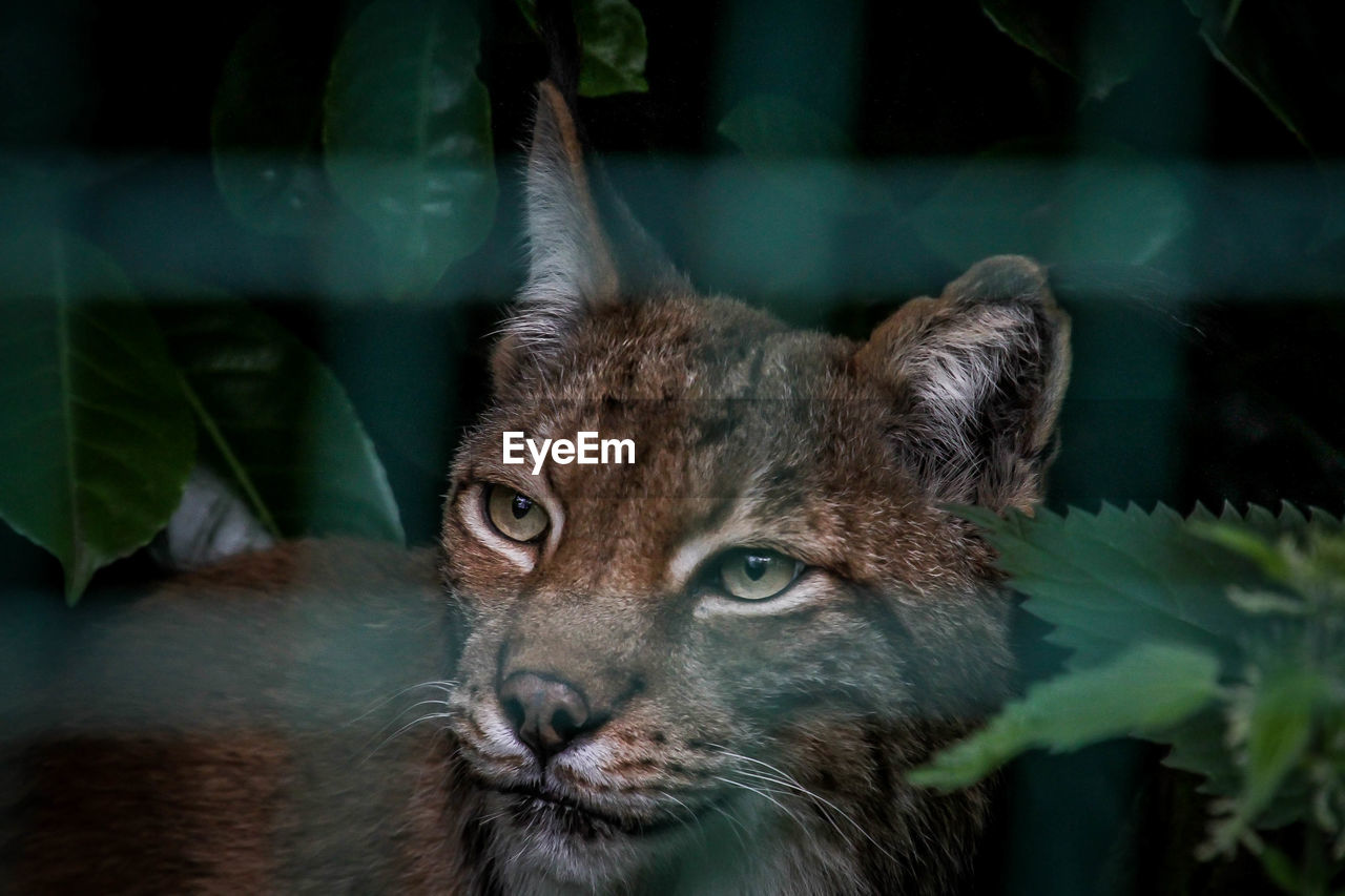 CLOSE-UP OF CAT IN ZOO