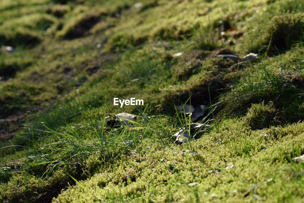 VIEW OF BIRD ON GRASS