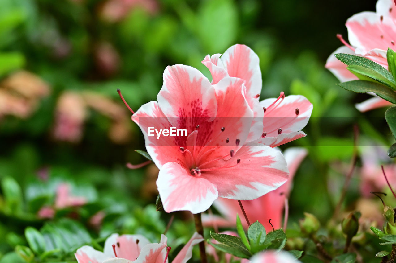 flower, flowering plant, plant, beauty in nature, pink, freshness, petal, fragility, blossom, flower head, inflorescence, close-up, nature, shrub, growth, pollen, springtime, no people, botany, stamen, outdoors, focus on foreground, macro photography, plant part, leaf, day, summer