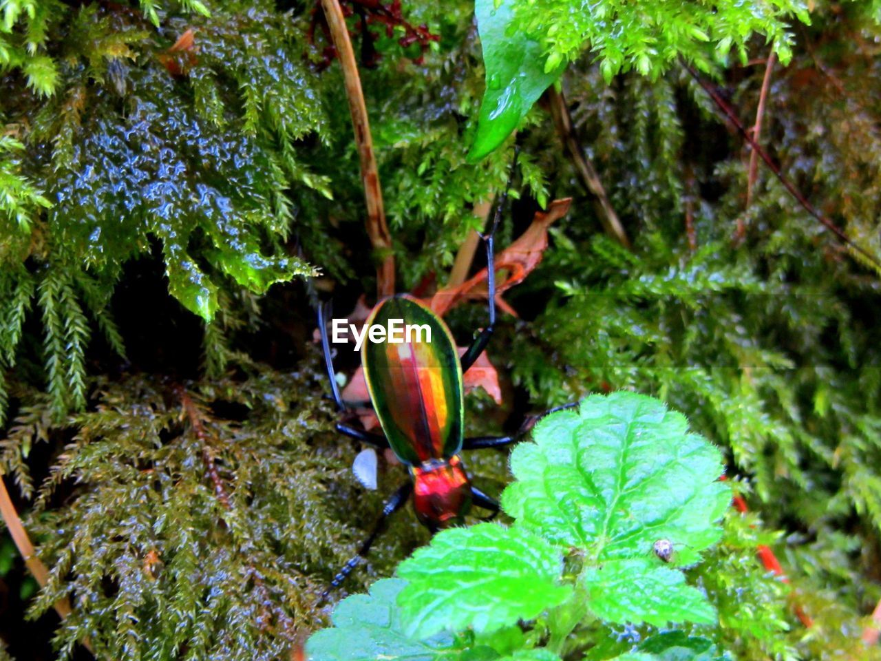 PLANTS GROWING ON TREE TRUNK