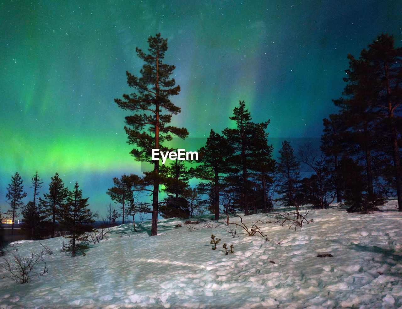 Trees on snow covered field against aurora borealis in sky