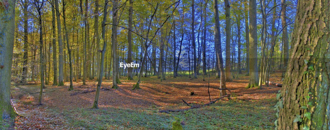 Trees growing on field in forest