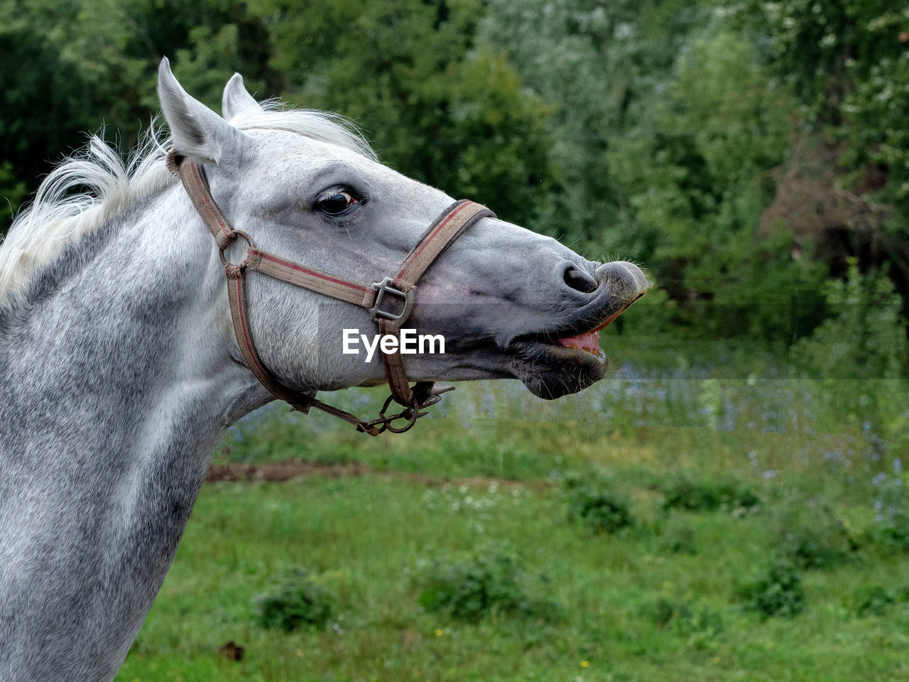 Close-up of horse against trees