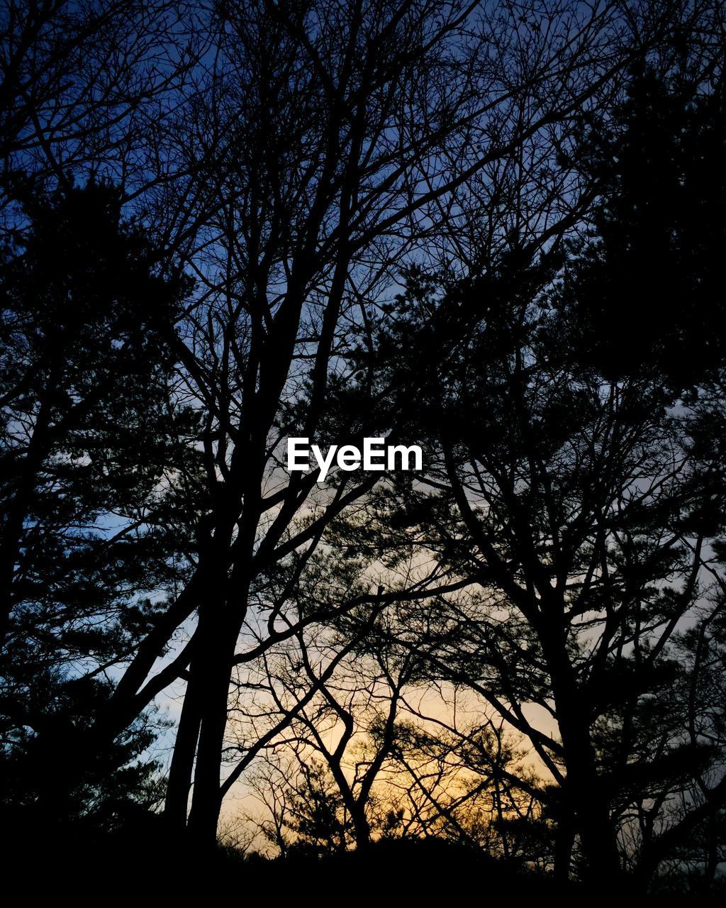 SILHOUETTE OF BARE TREE AGAINST SKY