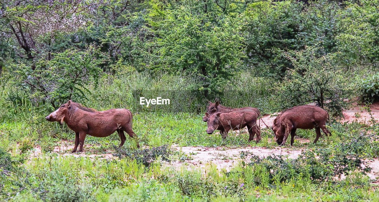 HERD OF A HORSE