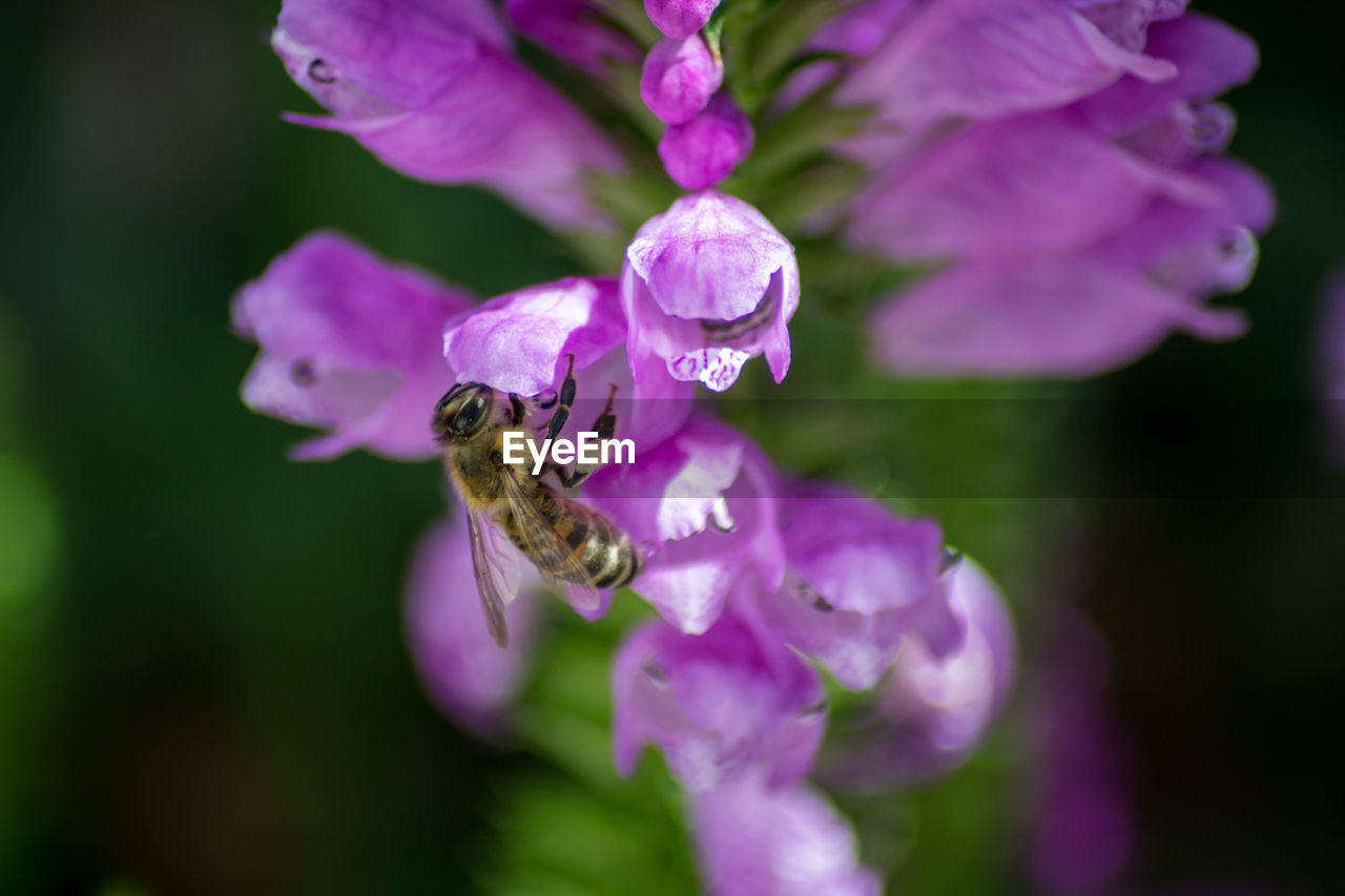 CLOSE-UP OF BEE POLLINATING ON FLOWER