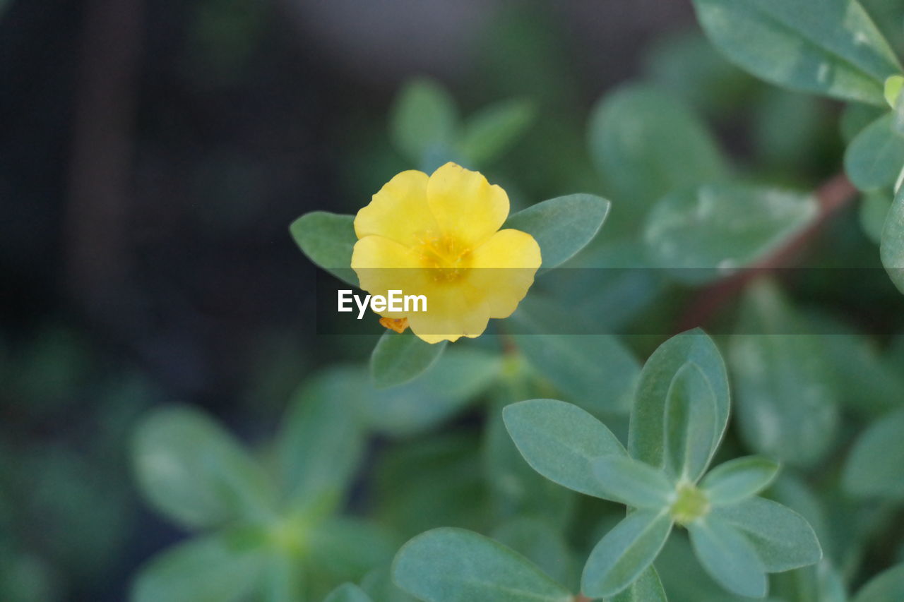 CLOSE-UP OF YELLOW FLOWER