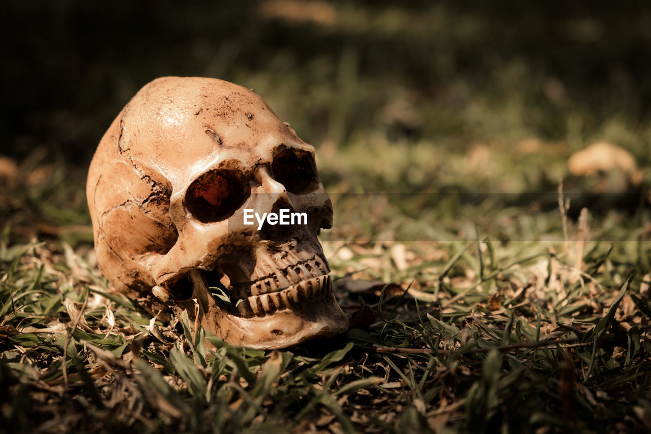 Close-up of human skull on field