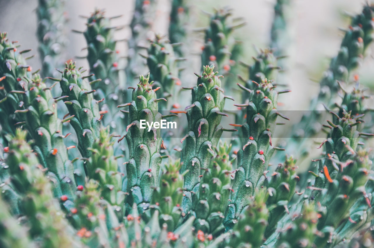 Close-up of cactus plant