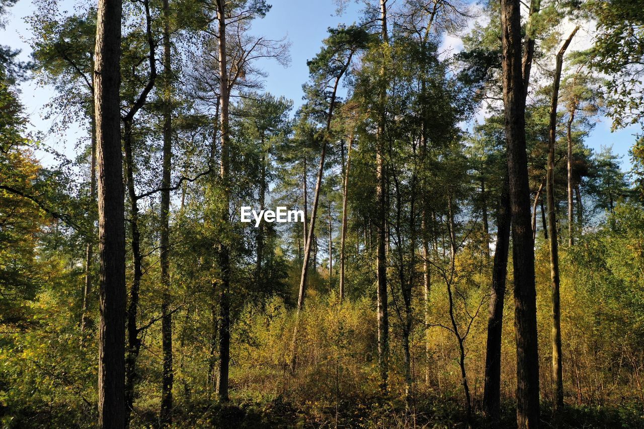 LOW ANGLE VIEW OF TREES AGAINST SKY