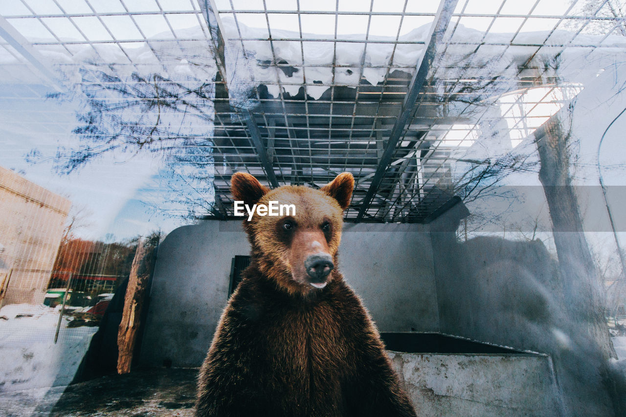 CLOSE-UP OF HORSE ON FLOOR