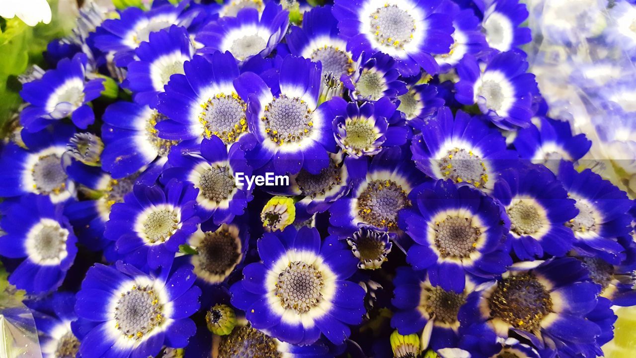 CLOSE-UP OF PURPLE FLOWERS ON FIELD