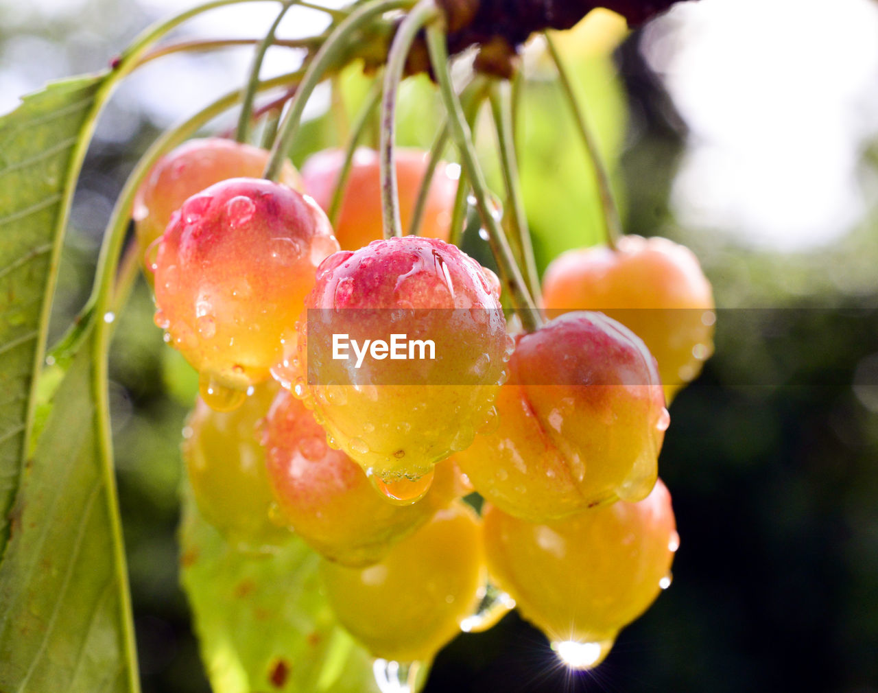 CLOSE-UP OF RAINDROPS ON FRUIT