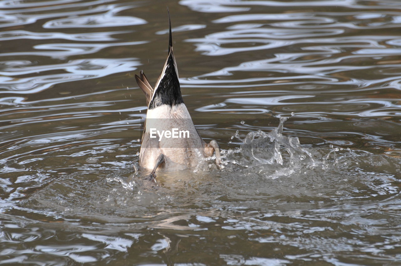 SWAN SWIMMING IN SEA