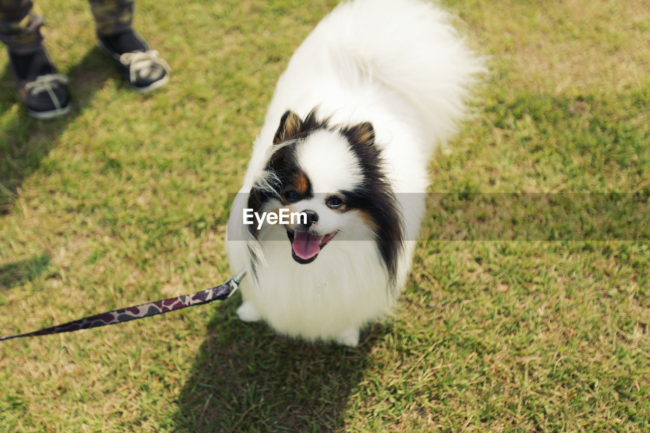 High angle view of dog on grass