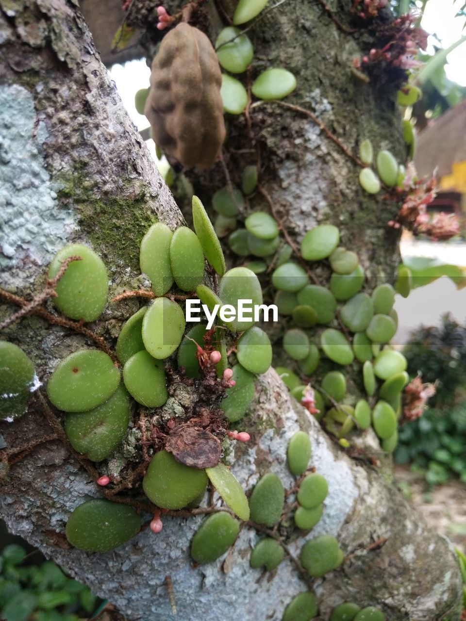 CLOSE-UP OF BERRIES GROWING ON TREE