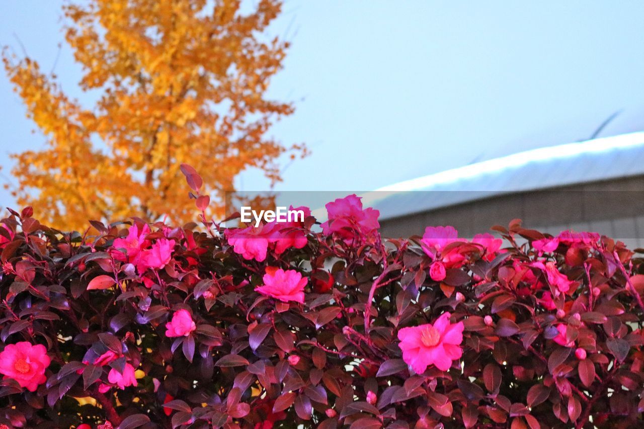 CLOSE-UP OF PINK FLOWERING PLANT DURING AUTUMN