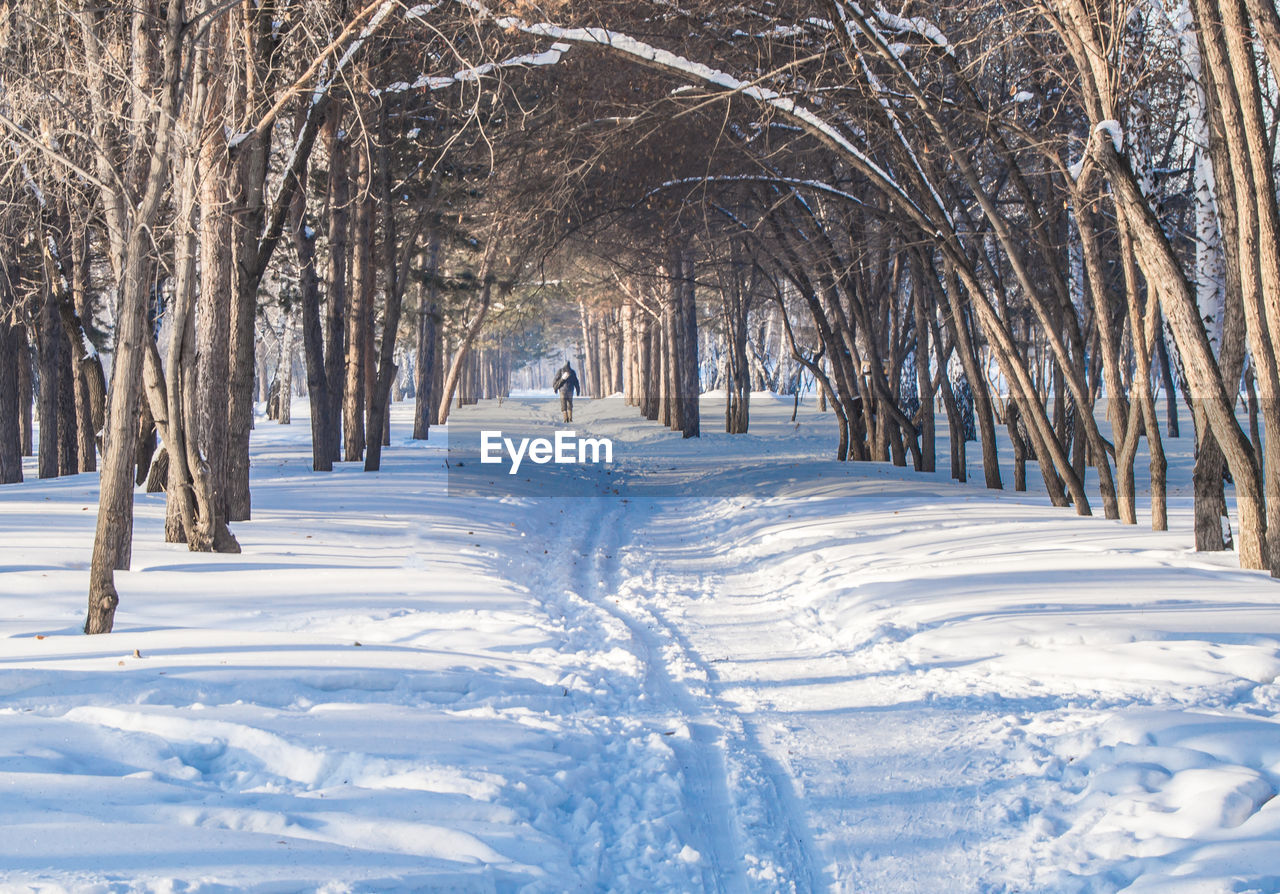 Winter snow-covered alley in the park, tree branches form an arch, sunny day.