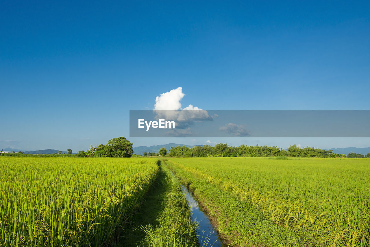 Green rice fields with a mountain backdrop and a beautiful blue sky.