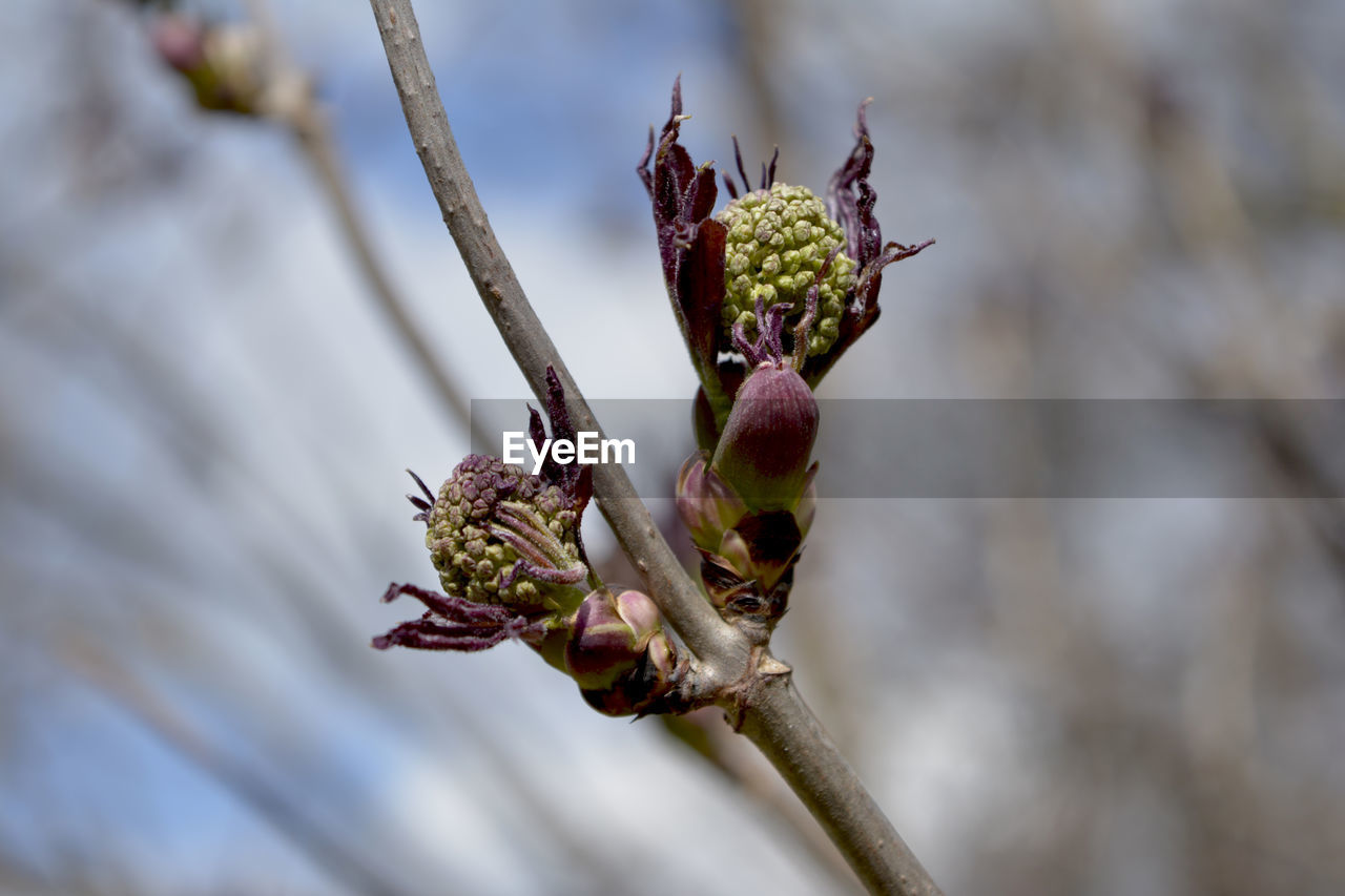 Spring buds on a tree