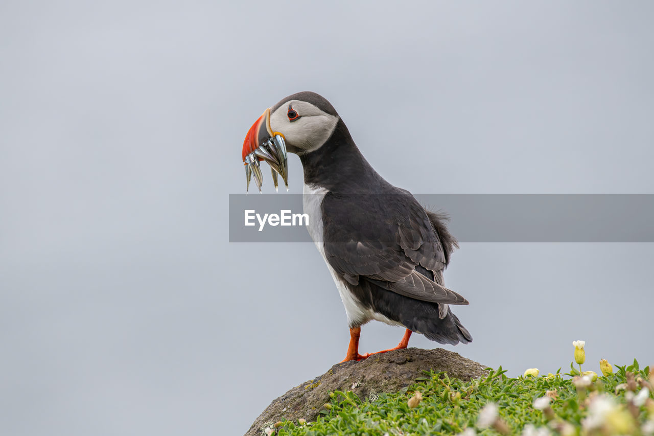 CLOSE-UP OF BIRD PERCHING ON A FIELD