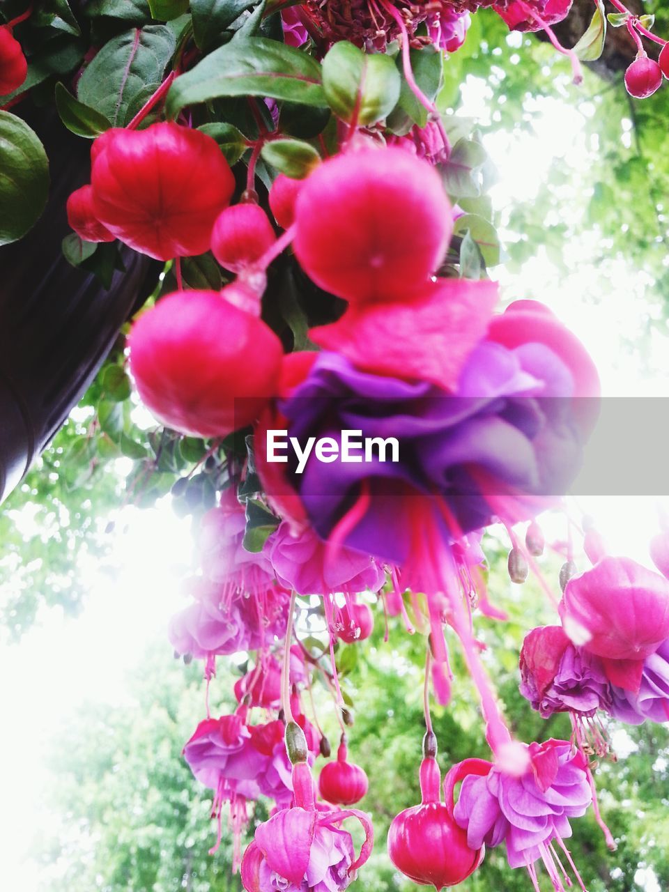 CLOSE-UP OF PINK FLOWERS