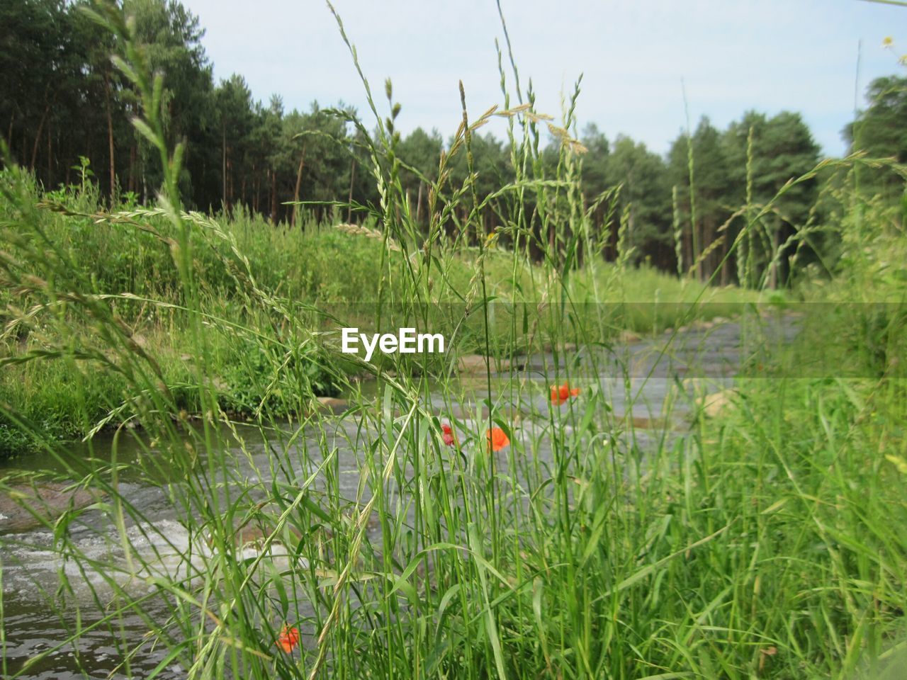 PLANTS GROWING ON FIELD