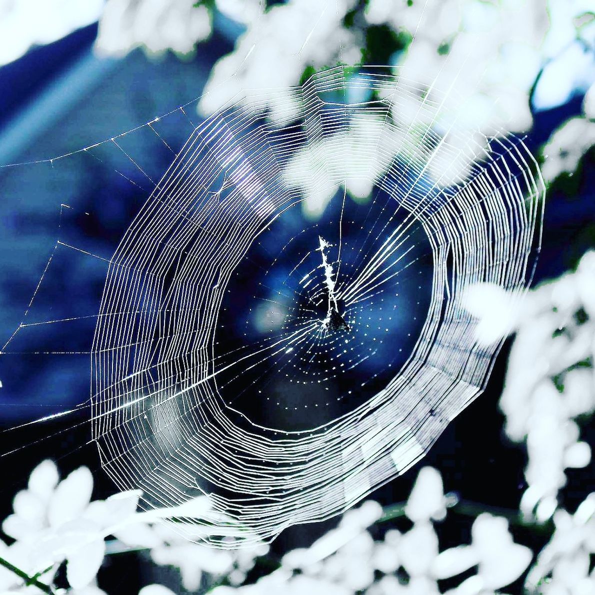 CLOSE-UP OF SPIDER WEB ON TREE