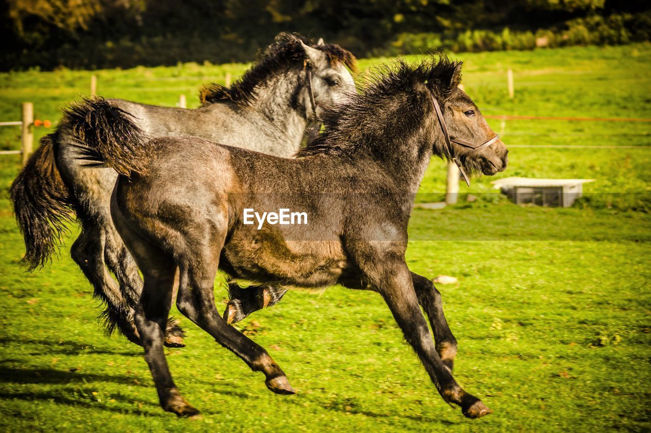 Horses running on field