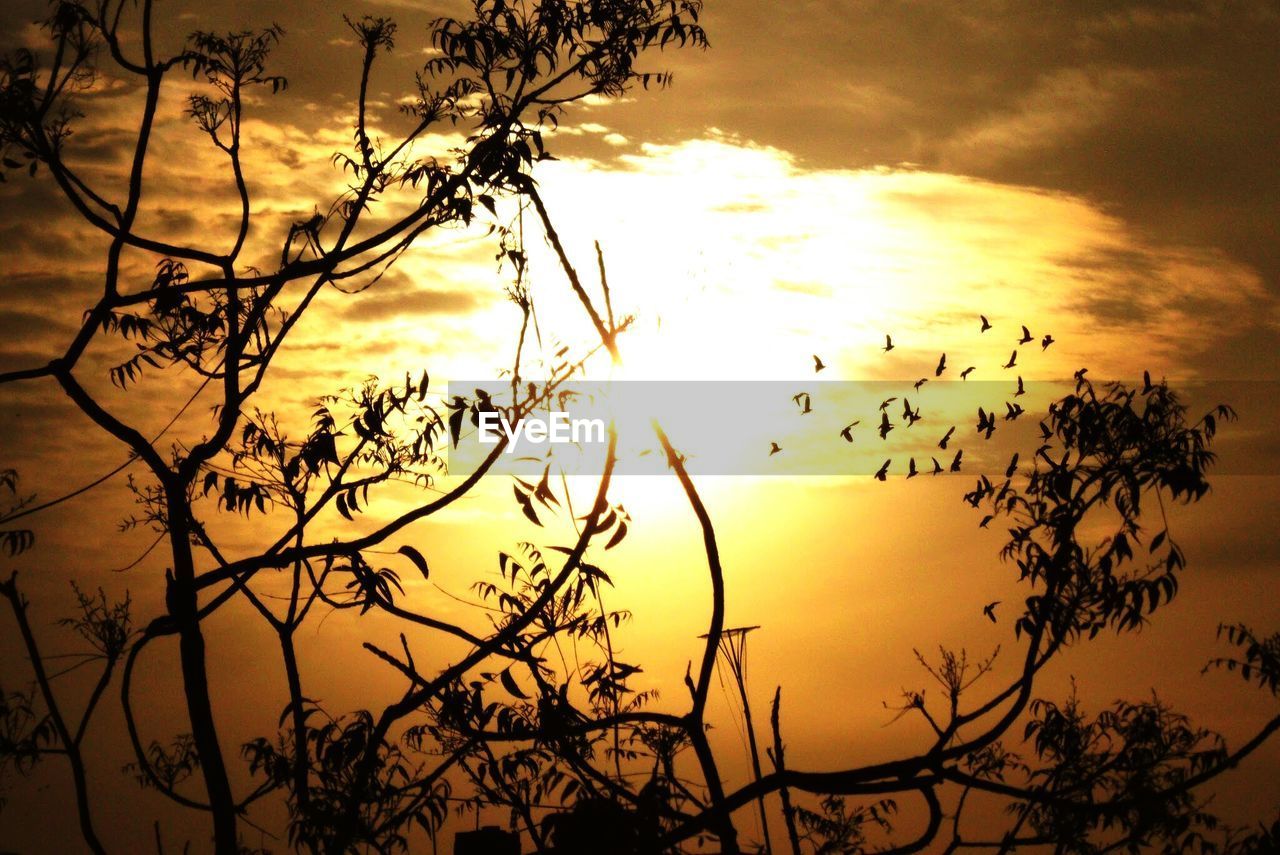 SILHOUETTE BRANCHES AGAINST SUNSET SKY