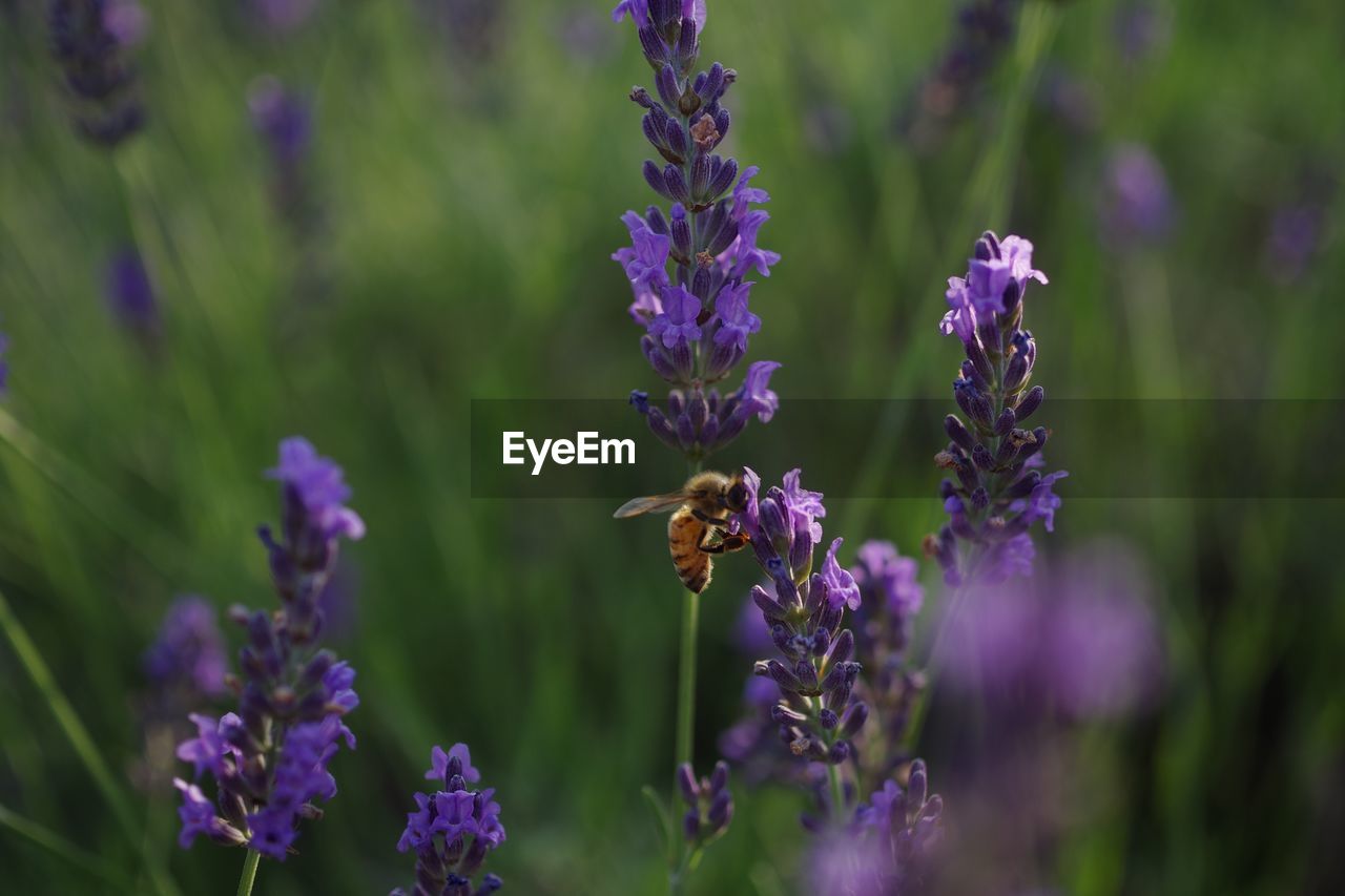 CLOSE-UP OF BEE POLLINATING ON PURPLE FLOWERS