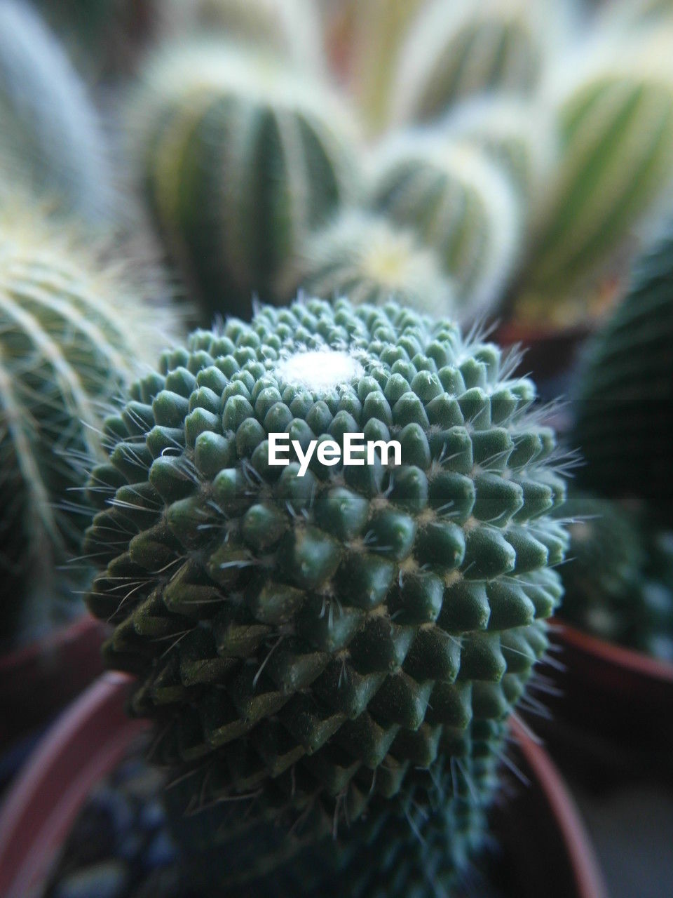 plant, flower, close-up, green, cactus, succulent plant, growth, thorn, no people, nature, macro photography, spiked, beauty in nature, barrel cactus, sharp, day, outdoors, focus on foreground, tropical fruit, selective focus, food, food and drink, pattern