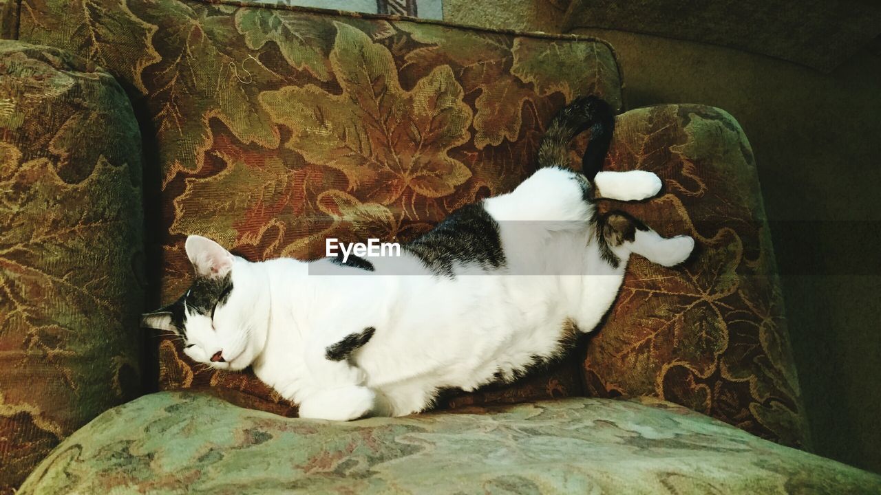 High angle view of cat lying on sofa