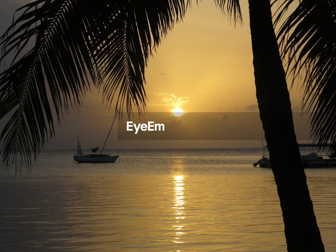 Silhouette of palm trees at sunset