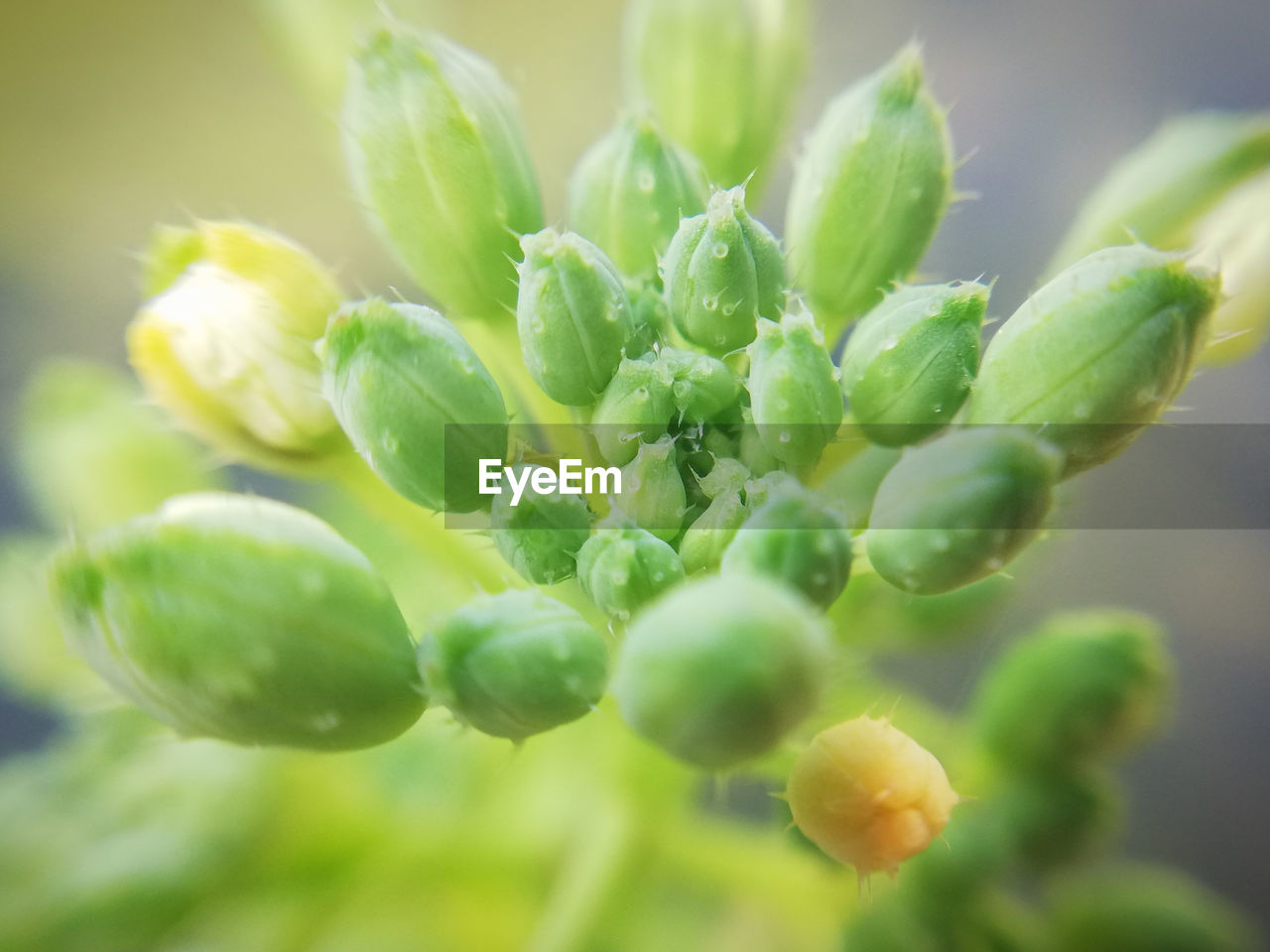 CLOSE-UP OF FRESH GREEN PLANT