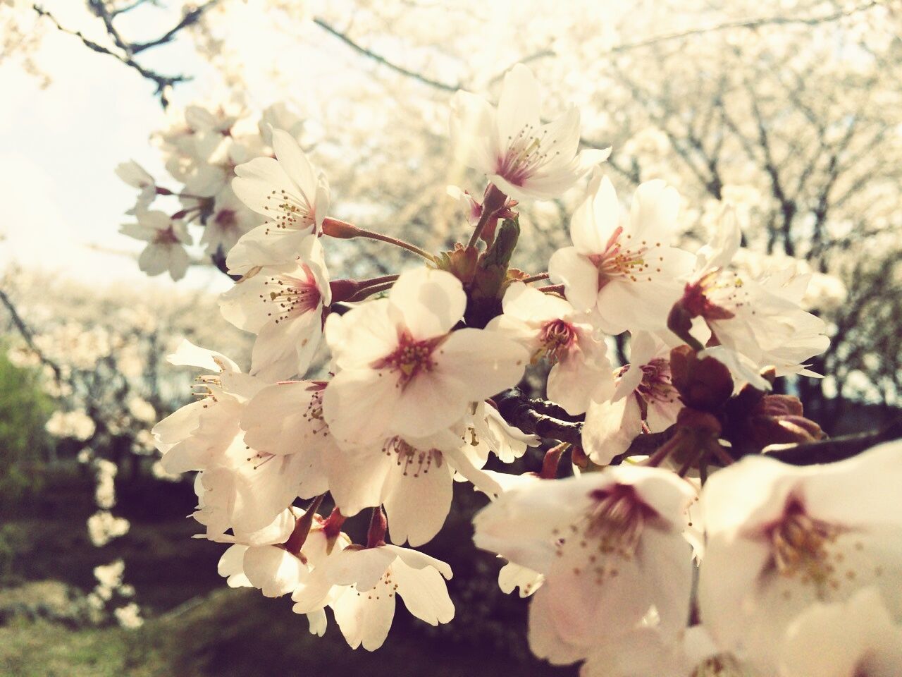 Close-up of cherry blossom blooming on tree