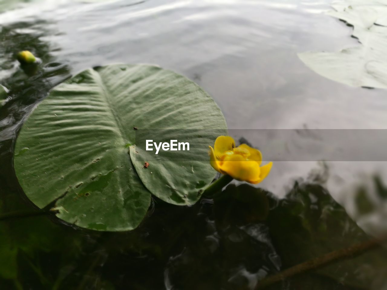 HIGH ANGLE VIEW OF YELLOW WATER LILY ON LEAVES