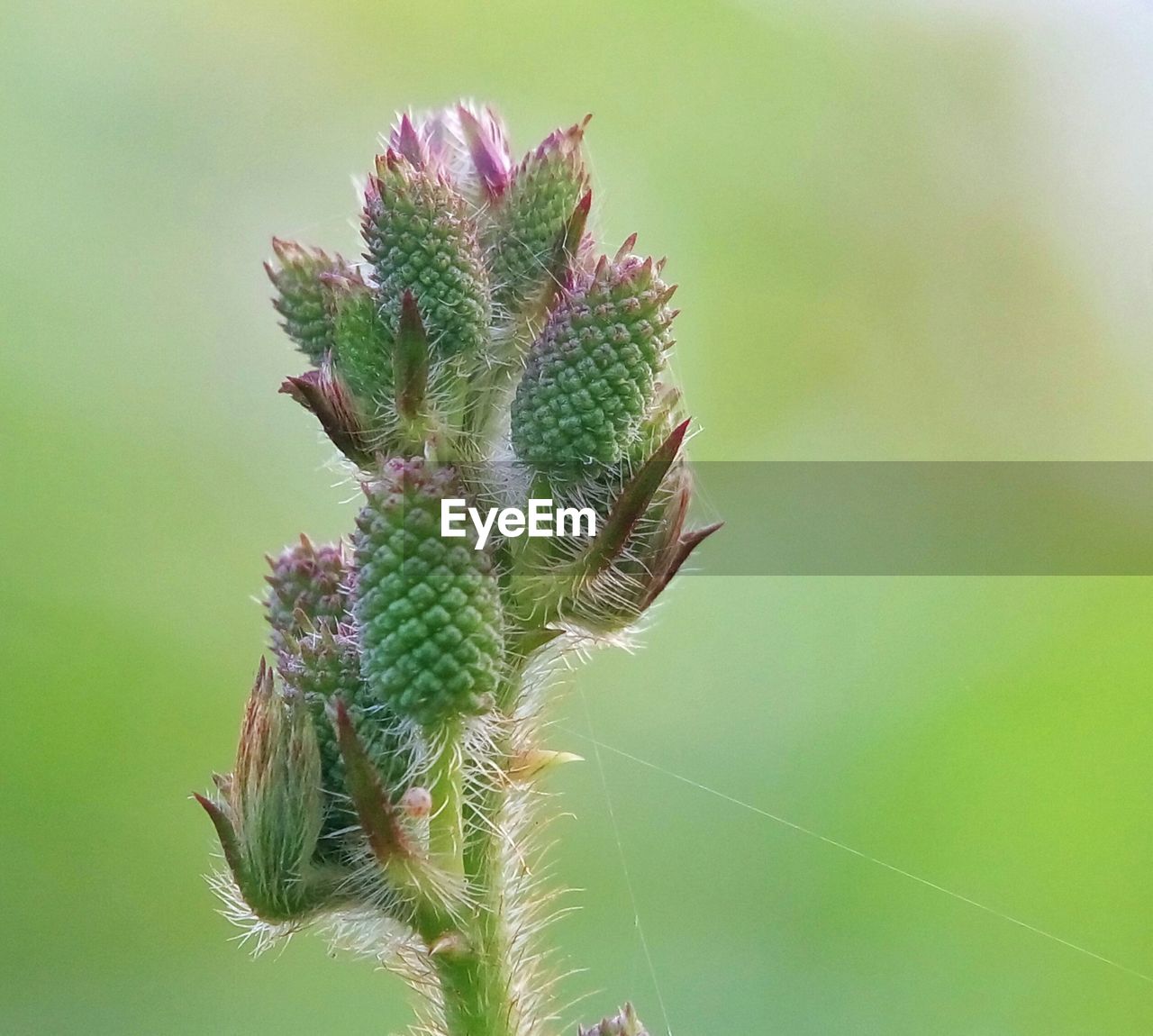 CLOSE-UP OF FRESH THISTLE