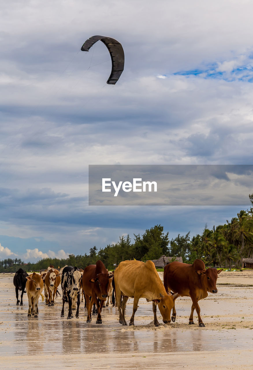 HORSES ON THE BEACH