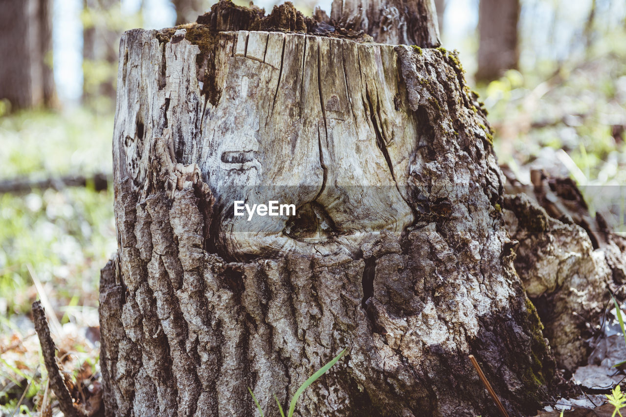 CLOSE-UP OF TREE BARK IN FOREST