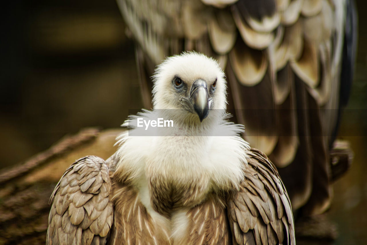PORTRAIT OF EAGLE