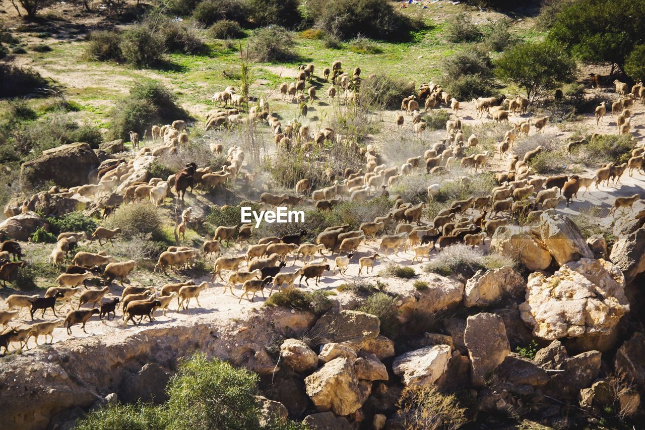 Flock of sheep at countryside