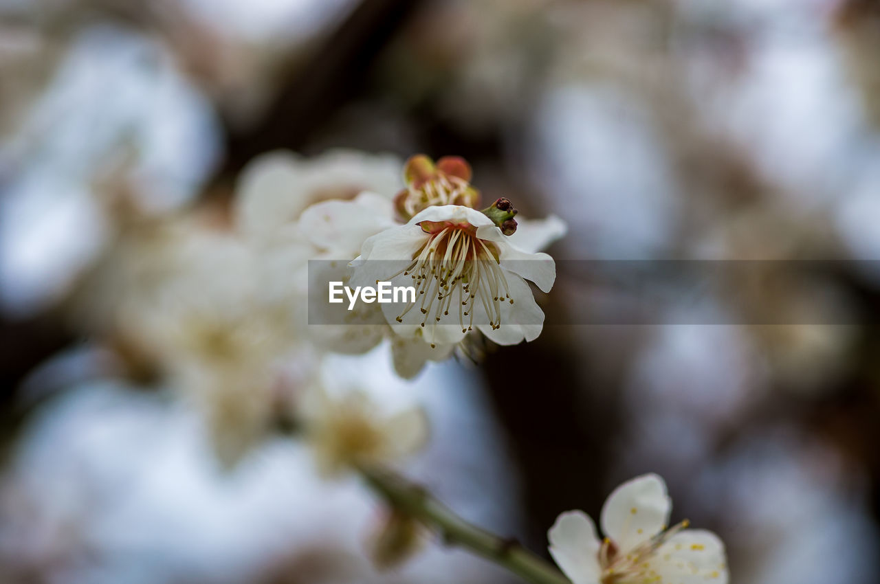 Close-up of white cherry blossom