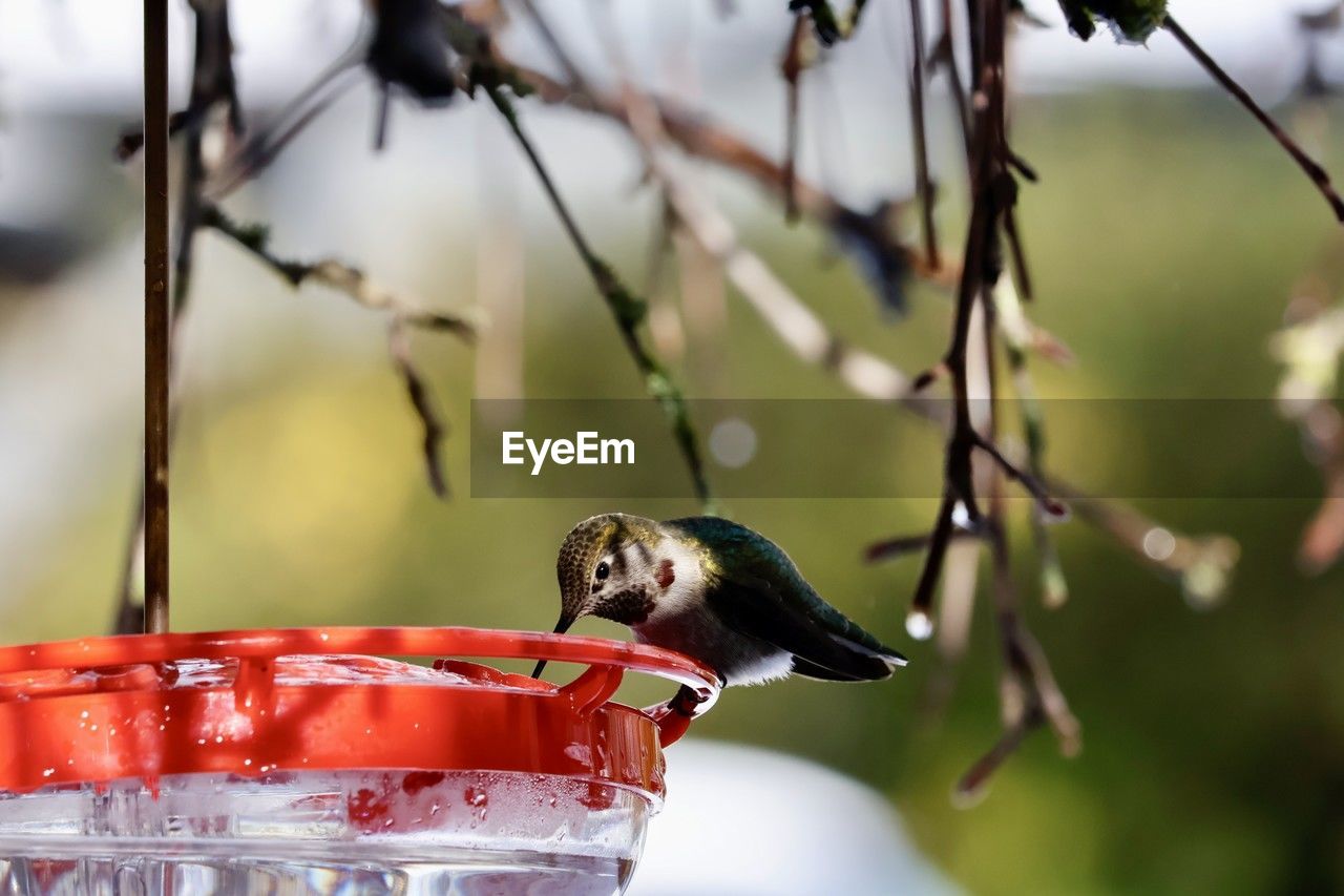 animal, animal themes, animal wildlife, bird, one animal, wildlife, food, food and drink, nature, tree, branch, focus on foreground, eating, no people, flower, red, bird feeder, feeding, outdoors, fruit, plant