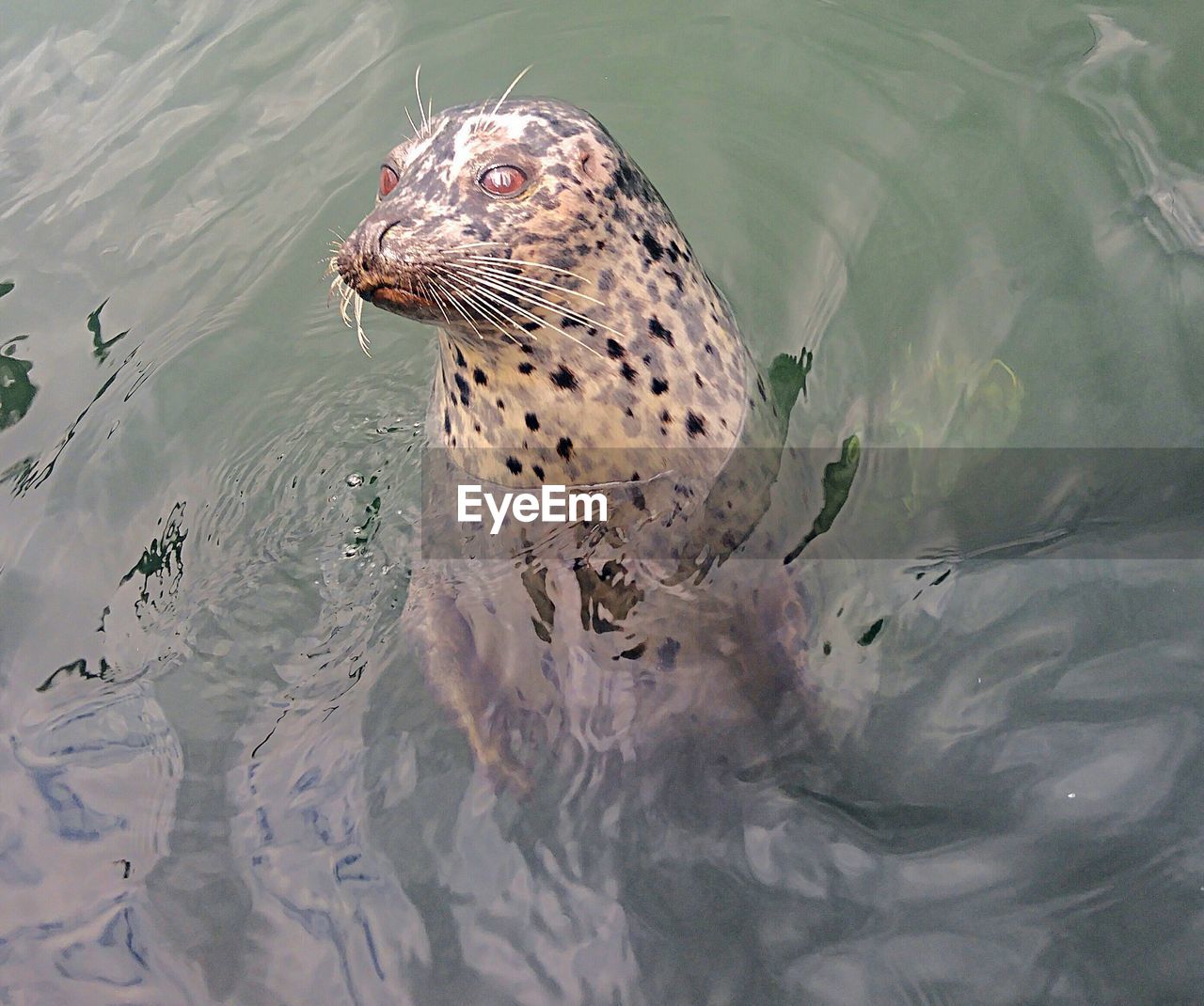 Seal in water