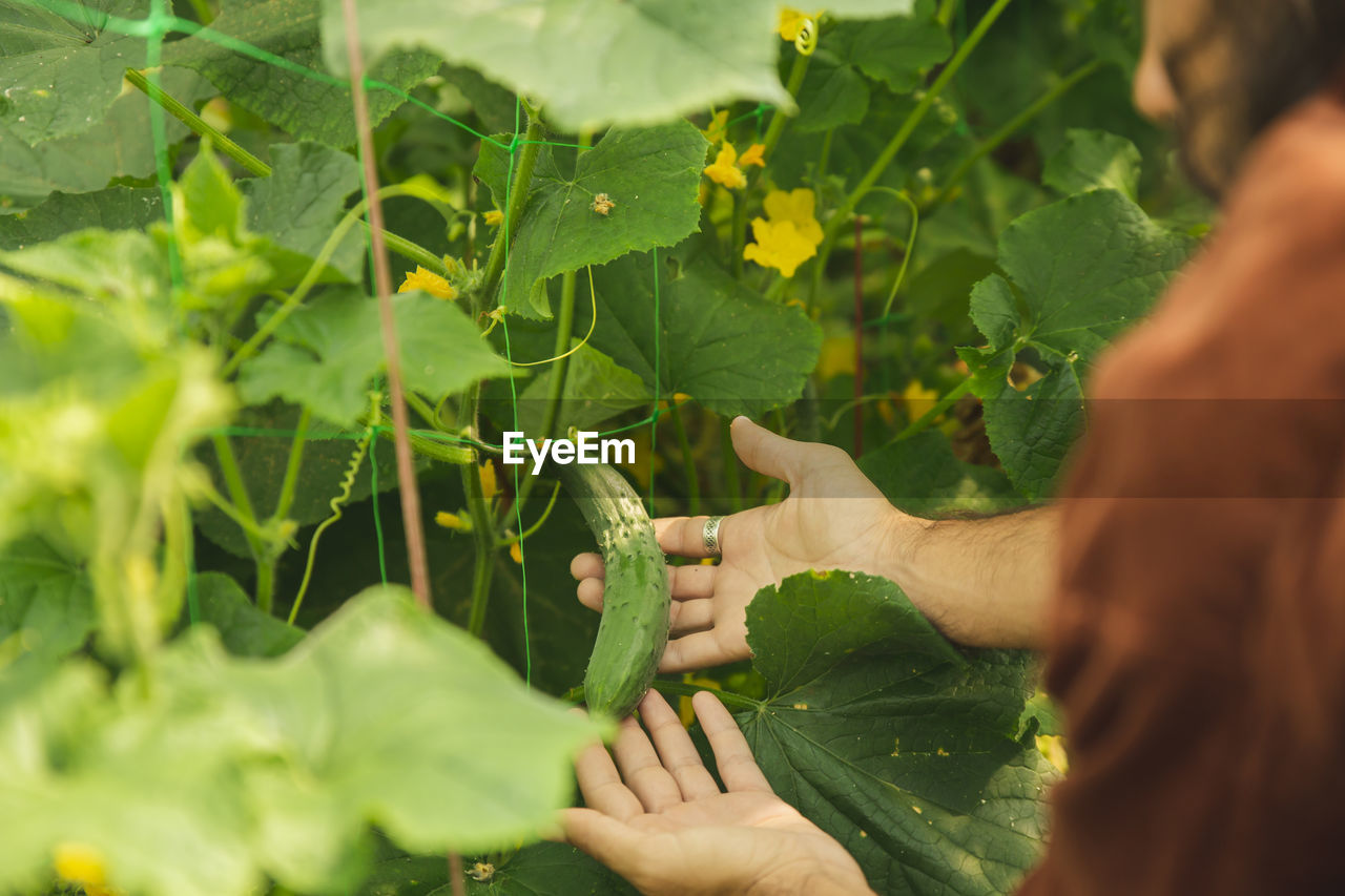 Hands of farmer showing cucumber amidst leaves