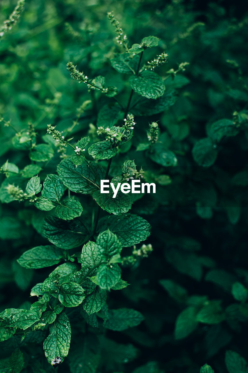 Mint or spearmint green herb plant growing in the garden outdoor.